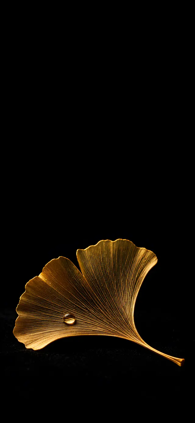 Single Ginkgo on Black